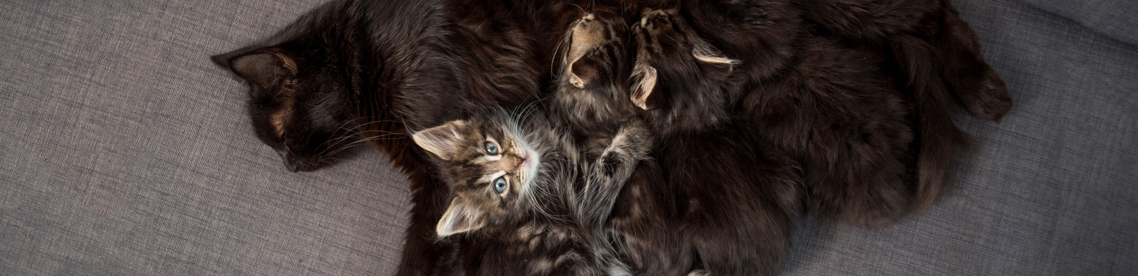 operation wanted desexing 2019